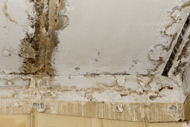 Mold Remediation